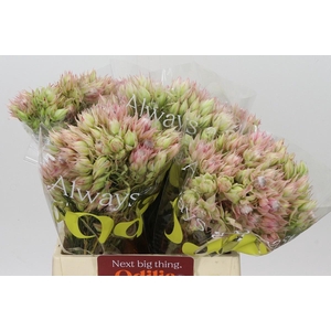 SERR BRIDAL PINK