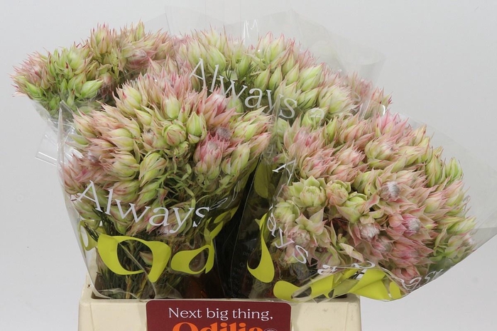 <h4>SERR BRIDAL PINK</h4>