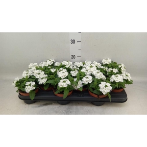 Verbena  'Aztec White Magic'