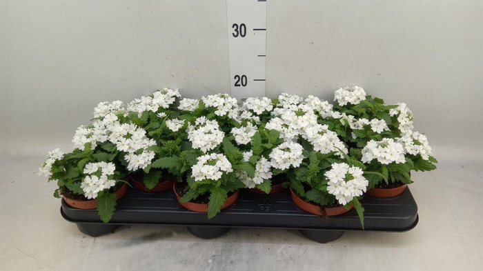 <h4>Verbena  'Aztec White Magic'</h4>