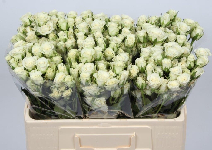 <h4>R TR SNOWFLAKE</h4>