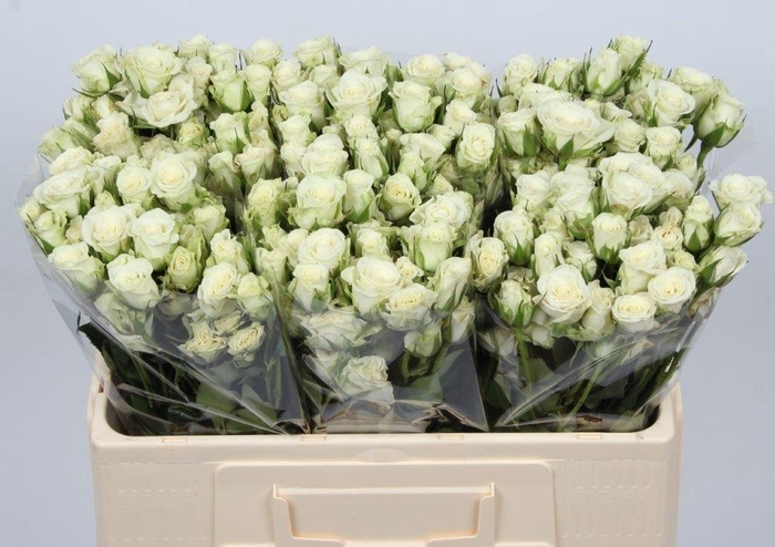 <h4>R TR SNOWFLAKE</h4>