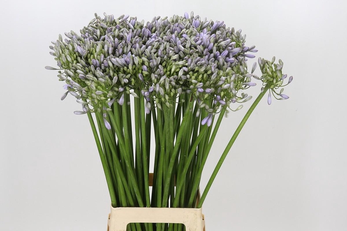 <h4>Agapanthus Silberpfeil</h4>