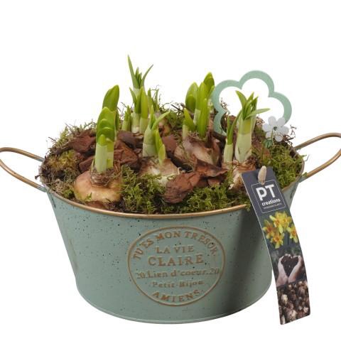 <h4>PTN8551 Arrangement Narcissus in zink pot</h4>