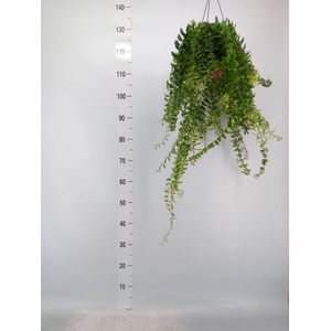 Aeschynanthus  'Twister'