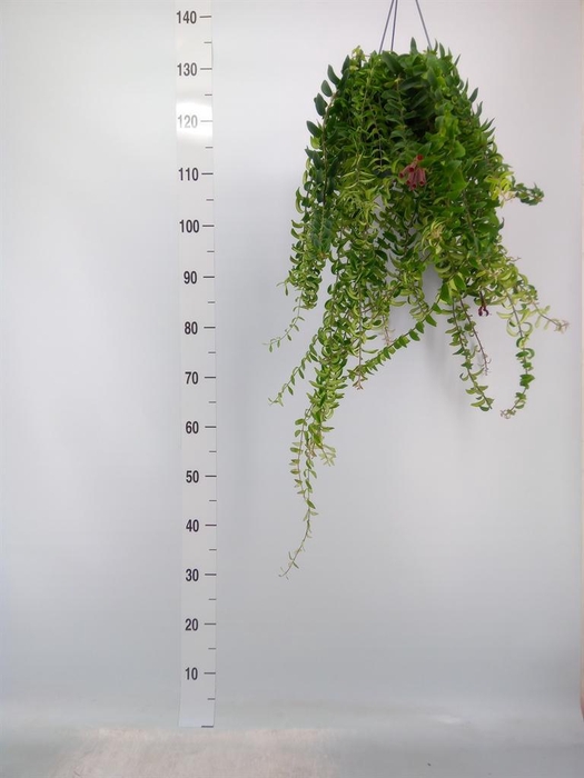 <h4>Aeschynanthus 'Twister'</h4>