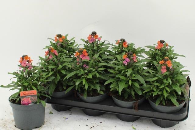 <h4>ERYS RED JEP</h4>