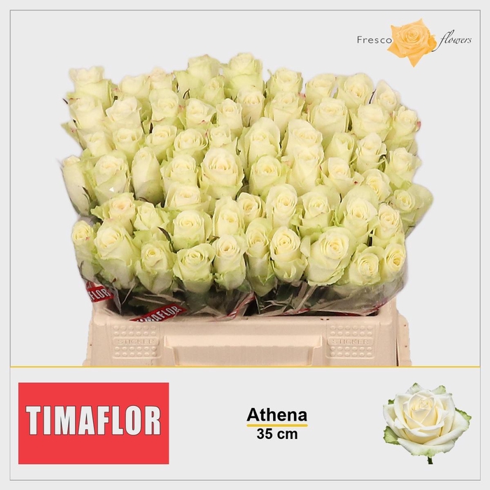 <h4>R GR ATHENA</h4>