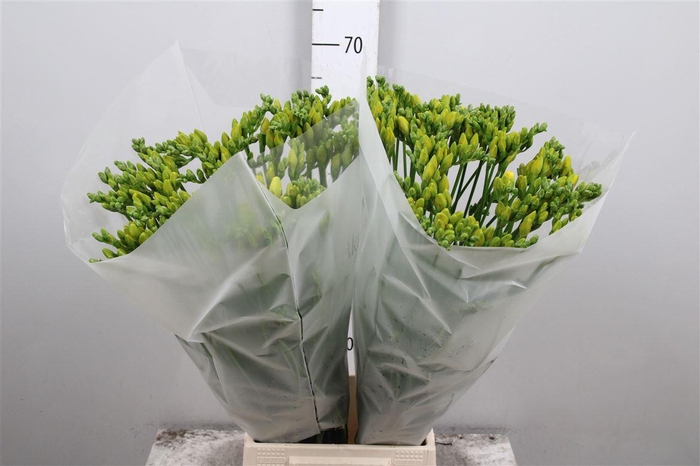 <h4>Fr Du Ballade</h4>