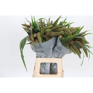 Setaria Italica Red Jewel