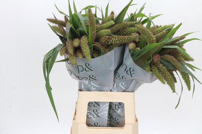 <h4>Setaria Italica Red Jewel</h4>