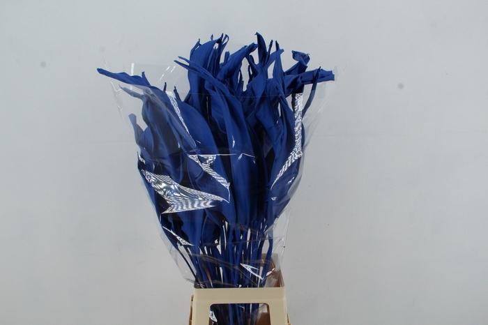 DF Strelitzia Leaf Blue