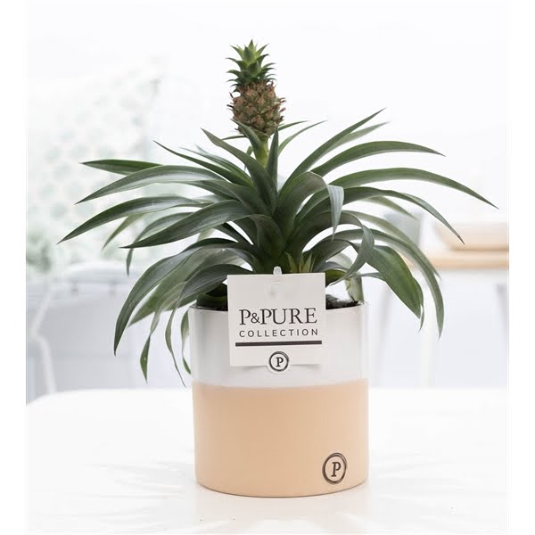 <h4>Ananas Rosita in P&PURE Rosy ceramics</h4>