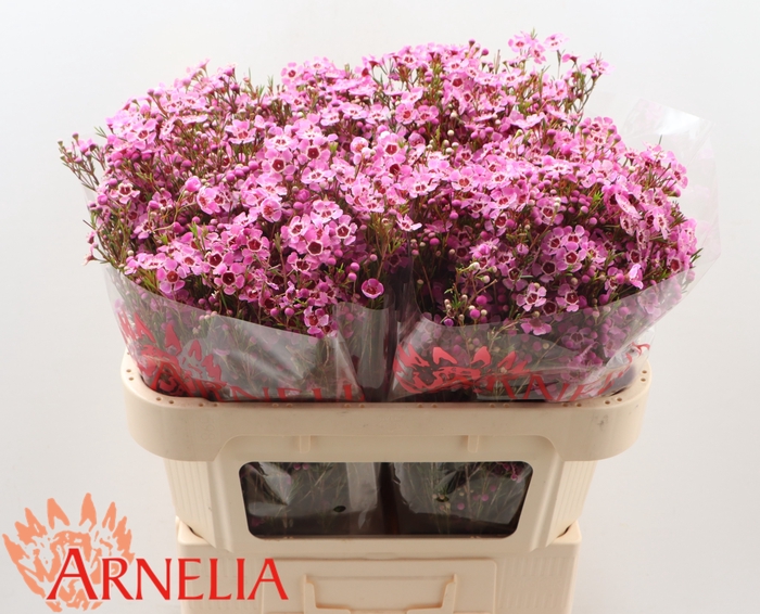 <h4>Chamelaucium 'niek's Pride'</h4>