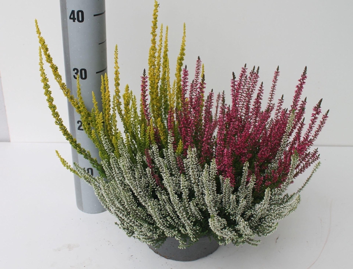 <h4>Calluna Garden Girls Trio Girls</h4>