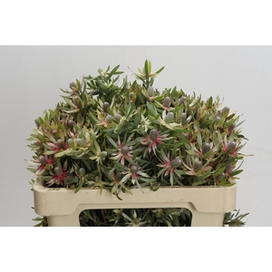 Leucadendron Ayoba Star Pearl