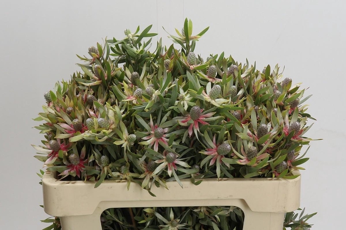 <h4>Leucadendron Ayoba Star Pearl</h4>