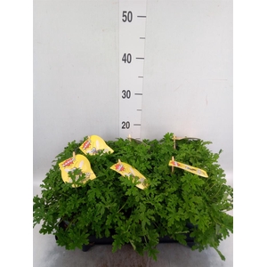 Pelargonium graveolens