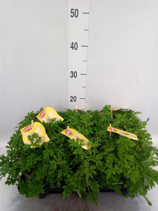 <h4>Pelargonium graveolens</h4>