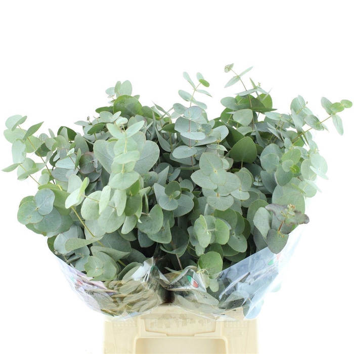 <h4>EUC CINEREA PER BOS</h4>