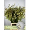 Chasmanthium Green