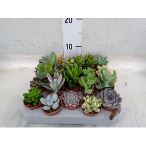 Succulents   ...