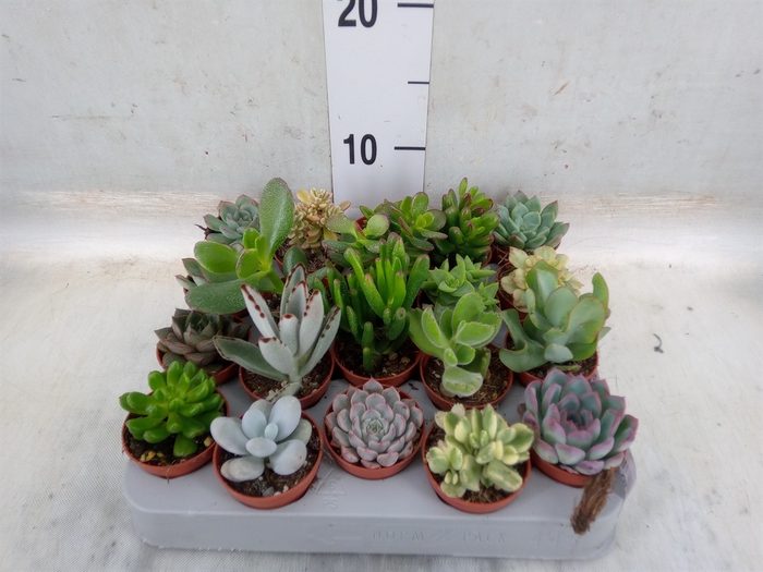 <h4>Succulents   ...</h4>