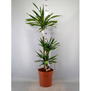 Dracaena frag. 'Riki'