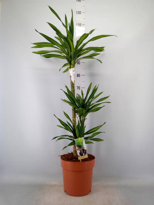 <h4>Dracaena frag. 'Riki'</h4>