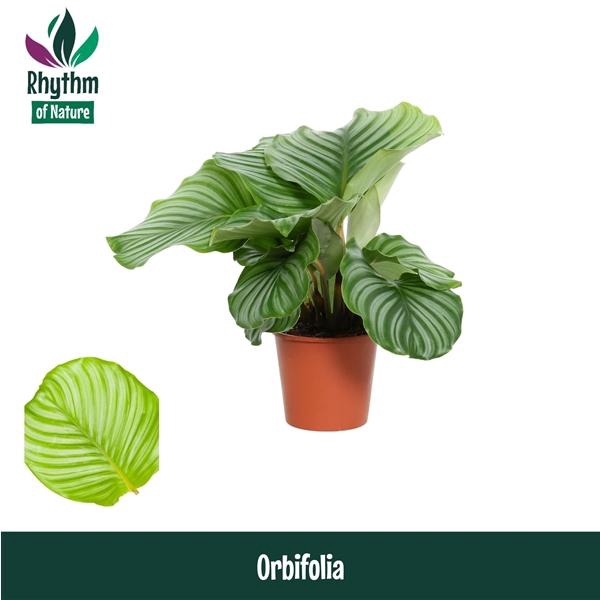 <h4>Calathea orbifolia</h4>