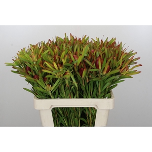 Leucadendron Ayoba Cherry Pearl