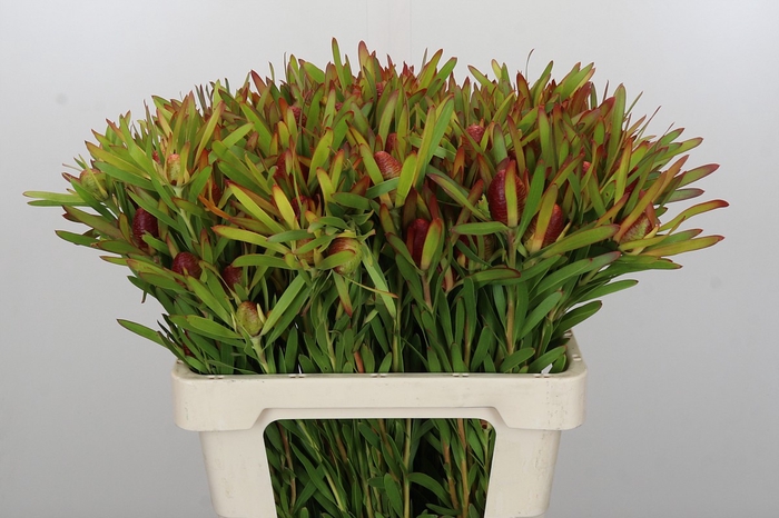 <h4>Leucadendron Ayoba Cherry Pearl</h4>