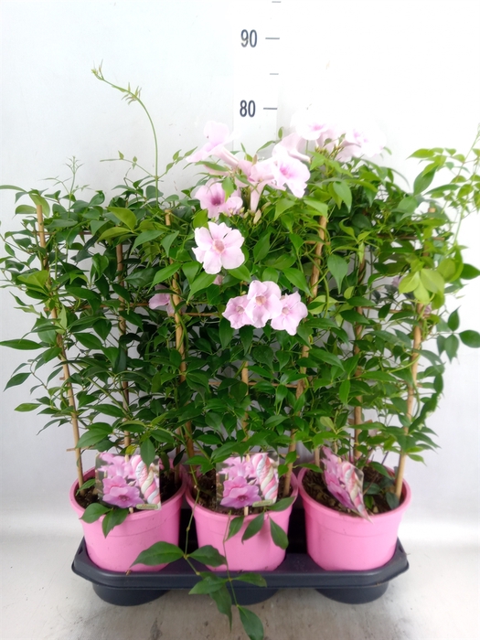 <h4>Pandorea jasminoides</h4>