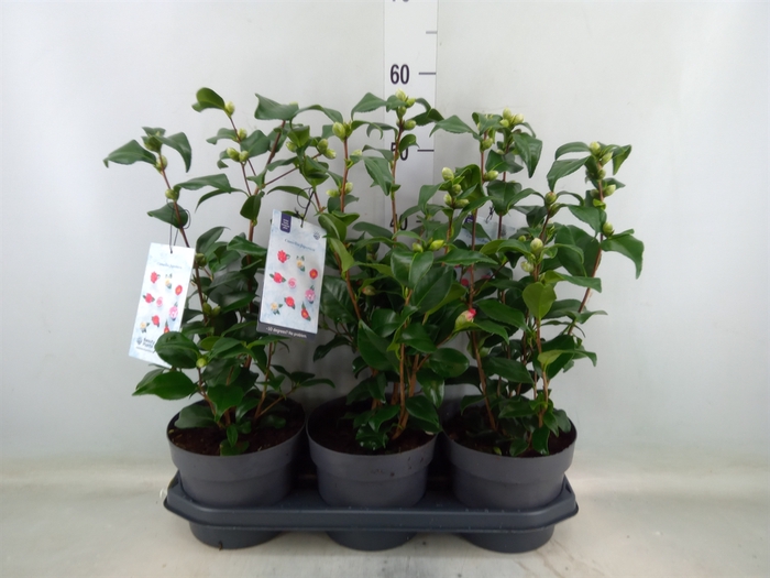 <h4>Camellia reticulata 'Mary Williams'</h4>