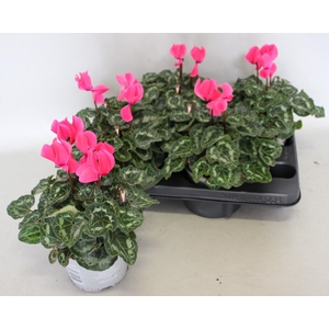 Cyclamen Super Serie XL Neon Pink
