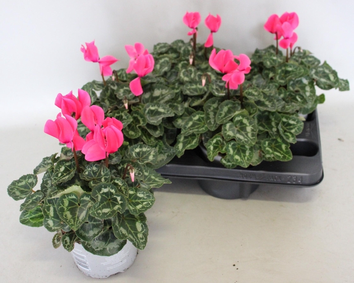 <h4>Cyclamen Super Serie XL Neon Pink</h4>