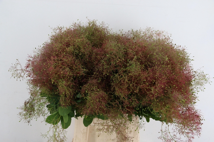 <h4>COTINUS VELUS</h4>