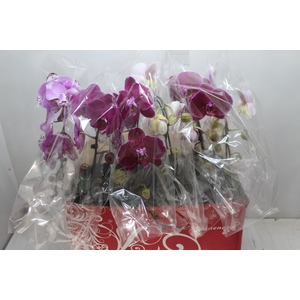 PHALAENOPSIS CASCATA ESPECIAL P15 MIN 8 FLS