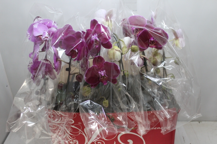 <h4>PHALAENOPSIS CASCATA ESPECIAL P15 MIN 8 FLS</h4>
