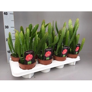 Epiphyllum   ...
