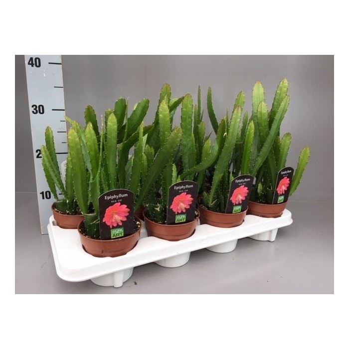 <h4>Epiphyllum   ...</h4>