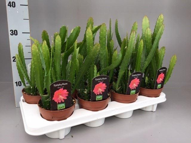 <h4>Epiphyllum ...</h4>