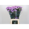 Dianthus St Florigene Moonaqua