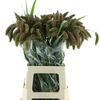 Setaria It Red Jewel