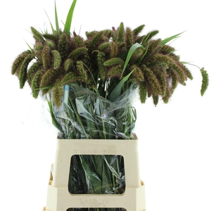 Setaria It Red Jewel