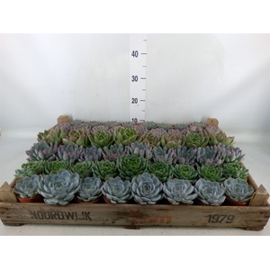 Echeveria   ...