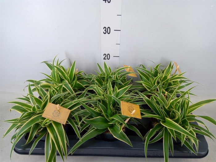 <h4>Chlorophytum com. 'Ocean'</h4>