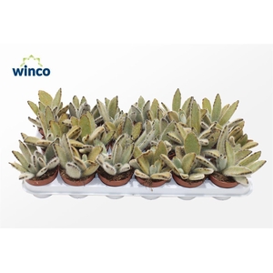 Kalanchoe Tomentosa Vilosa