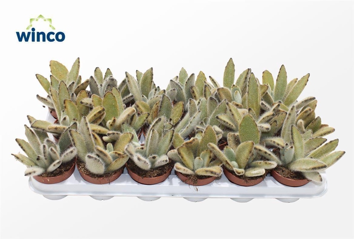 <h4>Kalanchoe Tomentosa Vilosa</h4>