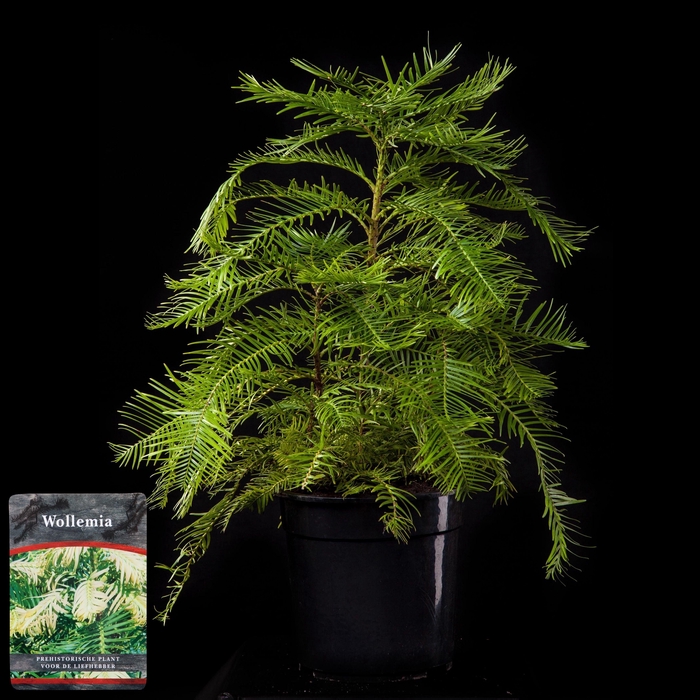 <h4>Wollemia nobilis</h4>